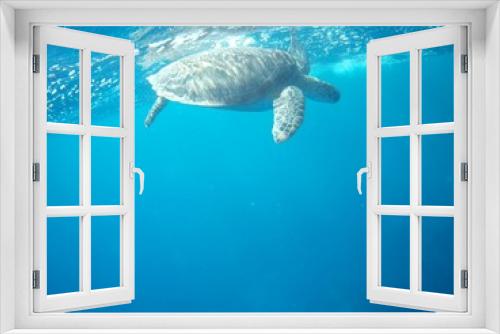 Fototapeta Naklejka Na Ścianę Okno 3D - Beautiful Green sea turtle in Marsa Alam, Egypt