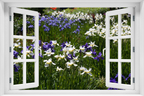 Fototapeta Naklejka Na Ścianę Okno 3D - Blue and white iris flowers in the garden on a summer day
