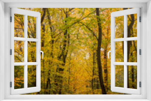 Fototapeta Naklejka Na Ścianę Okno 3D - Trees in autumn colors along a line of sight in an estate