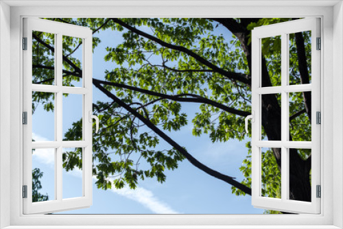 Fototapeta Naklejka Na Ścianę Okno 3D - Low angle view of maple green leaves with blue sky at background