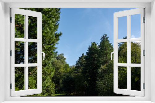 Fototapeta Naklejka Na Ścianę Okno 3D - Green trees with blue sky at background