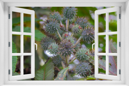 Fototapeta Naklejka Na Ścianę Okno 3D - ruits from which the castor oil is extracted, plant Ricinus communis.
