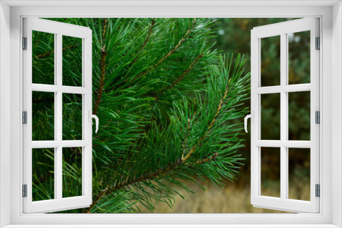 Fototapeta Naklejka Na Ścianę Okno 3D -  forever green spruce branch on blurry background of autumn forest