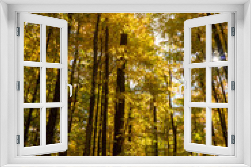 Fototapeta Naklejka Na Ścianę Okno 3D - Pennsylvania forest in autumn