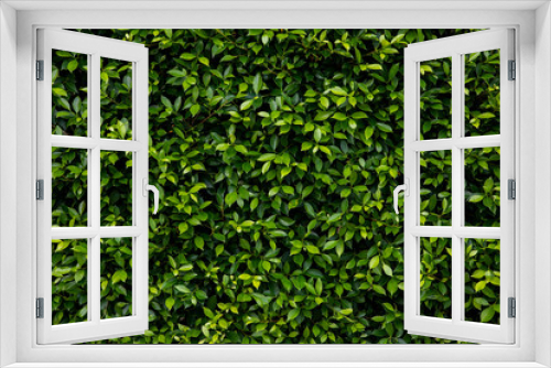 Fototapeta Naklejka Na Ścianę Okno 3D - Ficus annulata leaves(Banyan Tree)texture in garden,abstract nature green background.