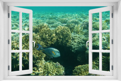 Fototapeta Naklejka Na Ścianę Okno 3D - Surgeon fish swims among corals in the Red Sea, Egypt