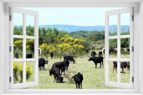 Fototapeta Naklejka Na Ścianę Okno 3D - herd of wild bulls