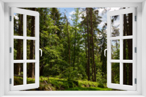 Fototapeta Naklejka Na Ścianę Okno 3D - Pine forest with grassed path