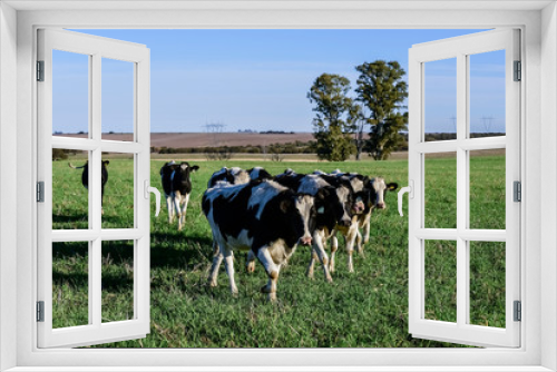 Fototapeta Naklejka Na Ścianę Okno 3D - Dairy cow in Pampas countryside,Patagonia,Argentina