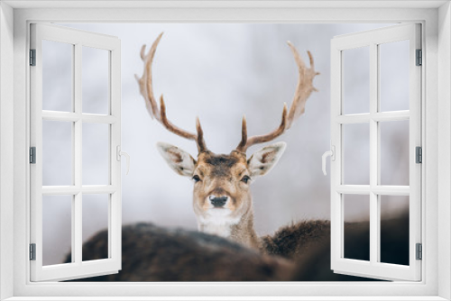Fototapeta Naklejka Na Ścianę Okno 3D - Beautiful deer in winter outdoors.
