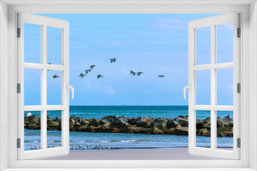 Fototapeta Naklejka Na Ścianę Okno 3D - Pelicans Above & Seagulls Below