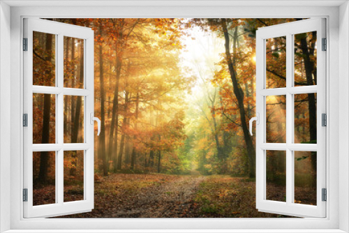 Fototapeta Naklejka Na Ścianę Okno 3D - Autumn morning in the forest
