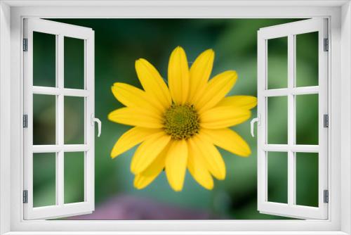 Fototapeta Naklejka Na Ścianę Okno 3D - Close up of a yellow daisy in bloom in Cleveland, Ohio