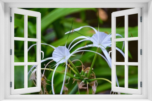 Fototapeta Naklejka Na Ścianę Okno 3D - White Crinum Latifolium Lily flower, herbaceous perennial flowering plant in the amaryllis family, Amaryllidaceae, delicate spider like at tropical  resort on vacation in Phuket by the beach grown in 