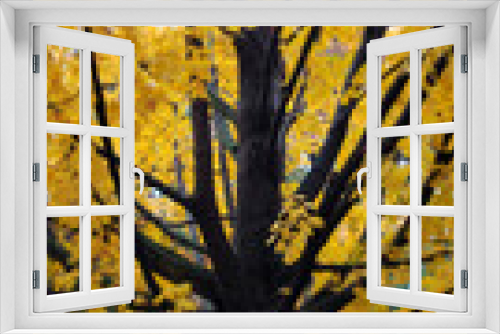Fototapeta Naklejka Na Ścianę Okno 3D - Close up of a tree with yellow leaves during Autumn at a Cemetery in Cleveland, Ohio
