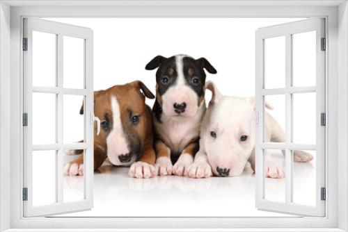 Fototapeta Naklejka Na Ścianę Okno 3D - Three puppies Miniature Bull Terrier of different colors