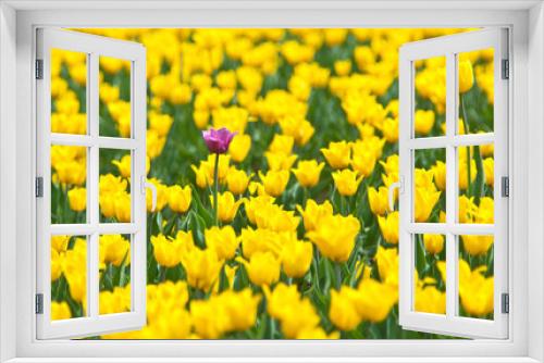 Fototapeta Naklejka Na Ścianę Okno 3D - one pink Tulip among a field of yellows