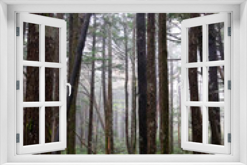 Fototapeta Naklejka Na Ścianę Okno 3D - 苔に覆われた森