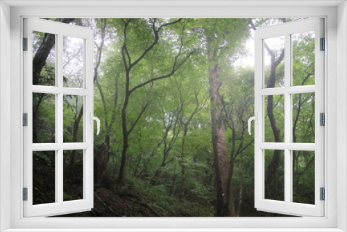 Fototapeta Naklejka Na Ścianę Okno 3D - 霧の森