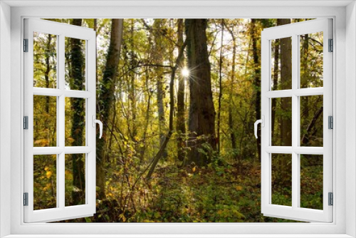 Fototapeta Naklejka Na Ścianę Okno 3D - Herbstwald bei Osthouse im Elsass