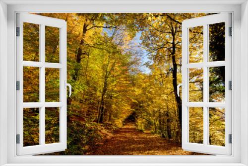 Fototapeta Naklejka Na Ścianę Okno 3D - Herbstwald bei der Haut-Koenigsbourg in den Vogesen in Frankreich