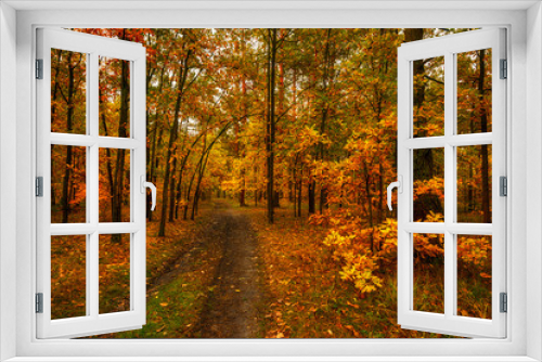 Fototapeta Naklejka Na Ścianę Okno 3D - Forest. Walk in nature. Autumn. The leaves begin to fall. Autumn colors.