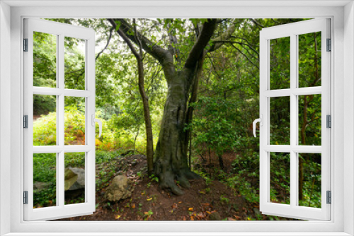 Fototapeta Naklejka Na Ścianę Okno 3D - Ancient tree