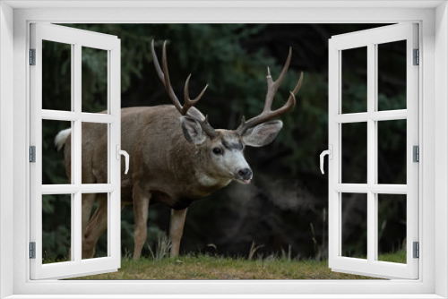 Fototapeta Naklejka Na Ścianę Okno 3D - Mule Deer in Canada