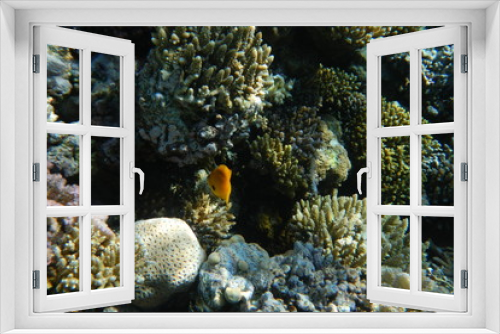 Fototapeta Naklejka Na Ścianę Okno 3D - Colorful tropical fish swim among corals in the Red Sea, Egypt