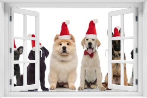Fototapeta Naklejka Na Ścianę Okno 3D - many cute dogs wearing santa claus hats