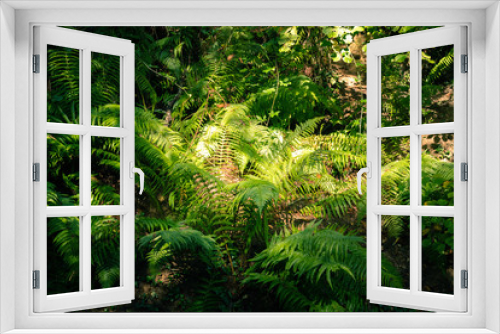 Fototapeta Naklejka Na Ścianę Okno 3D - Beautiful fern in deep forest