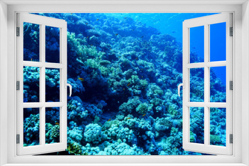 Fototapeta Naklejka Na Ścianę Okno 3D - Coral Reef at the Red Sea, Egypt