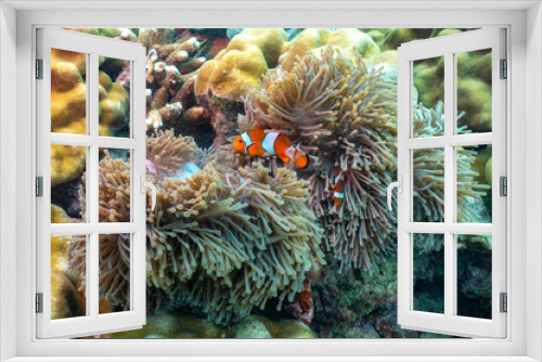 Fototapeta Naklejka Na Ścianę Okno 3D - Beautiful clown fish in the sea anemone.