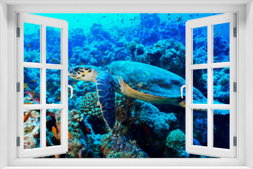 Fototapeta Naklejka Na Ścianę Okno 3D - Sea Turtle at the Red Sea, Egypt