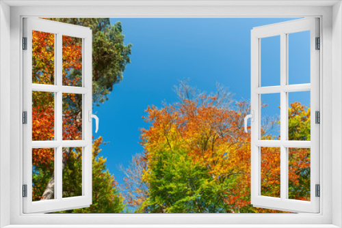 Fototapeta Naklejka Na Ścianę Okno 3D - Autumnally colorful treetops with blue sky