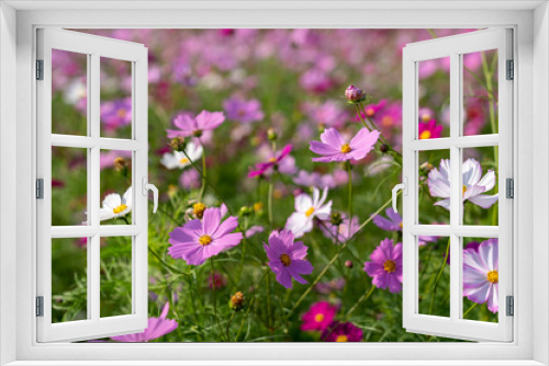 Fototapeta Naklejka Na Ścianę Okno 3D - [植物]コスモス畑の風景