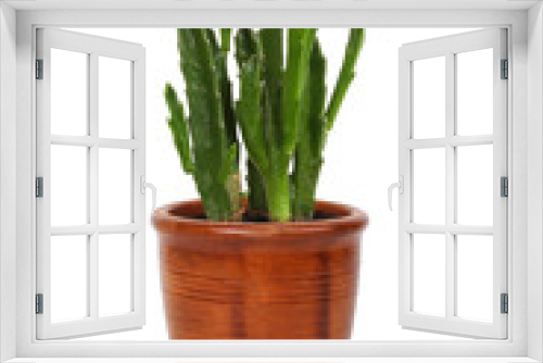 Fototapeta Naklejka Na Ścianę Okno 3D - houseplant stapelia hirsuta in brown clay flowerpot, isolated