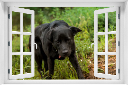 Fototapeta Naklejka Na Ścianę Okno 3D - perro negro caminando por monte