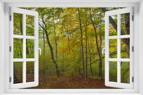 Fototapeta Naklejka Na Ścianę Okno 3D - fantastico paesaggio del bosco in autunno, con alberi, betulle, larici con foglie gialle e arancioni