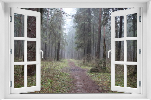 Fototapeta Naklejka Na Ścianę Okno 3D - Walk path in misty autumn forest in cloudy day