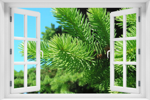 Fototapeta Naklejka Na Ścianę Okno 3D - Fur-tree branches