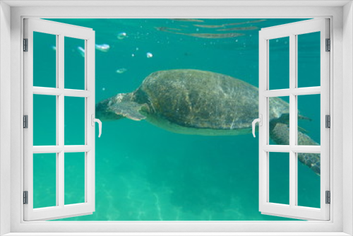Fototapeta Naklejka Na Ścianę Okno 3D - Galapagos Turtle