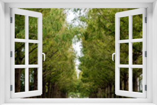 Fototapeta Naklejka Na Ścianę Okno 3D - Row of trees