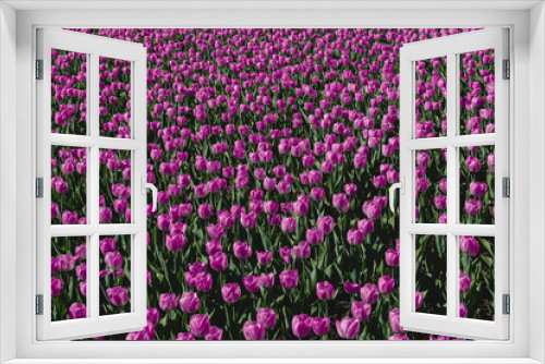 Fototapeta Naklejka Na Ścianę Okno 3D - A carpet of pink and lilac tulips. Spring flowers