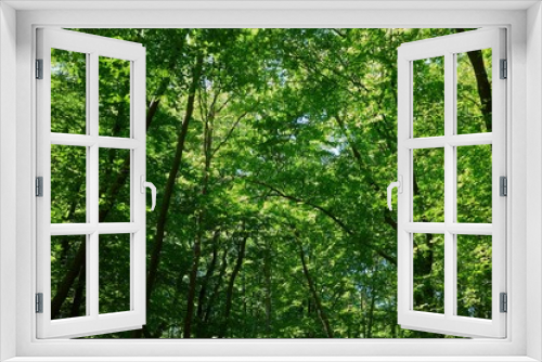 Fototapeta Naklejka Na Ścianę Okno 3D - Green leaves of a trees in a forest