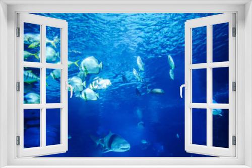Fototapeta Naklejka Na Ścianę Okno 3D - The great white shark in the big blue