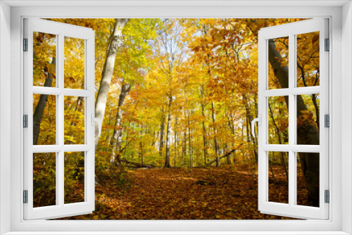 Fototapeta Naklejka Na Ścianę Okno 3D - Beautiful forest with colorful autumn leaves in national park