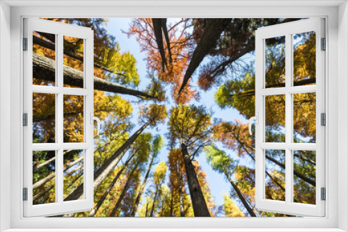 Fototapeta Naklejka Na Ścianę Okno 3D - upward view of dawn redwood woods in autumn