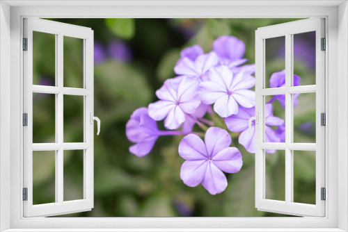Fototapeta Naklejka Na Ścianę Okno 3D - Closeup beutiful purple flower in the garden, selective focus