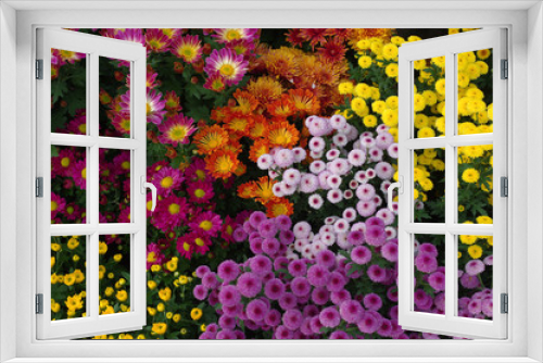 Fototapeta Naklejka Na Ścianę Okno 3D - Colorful flowers in the garden